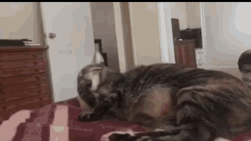 a cat is laying on a bed with its head on the blanket .
