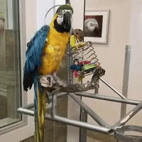 Parrot Sup GIF - Parrot Sup GIFs