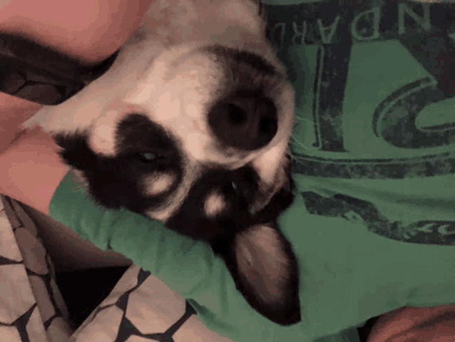 a black and white dog is laying on a person 's lap wearing a green shirt that says noaru