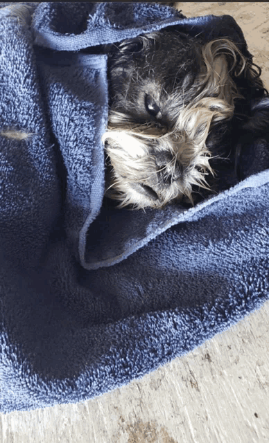 a dog is wrapped in a blue towel on a table