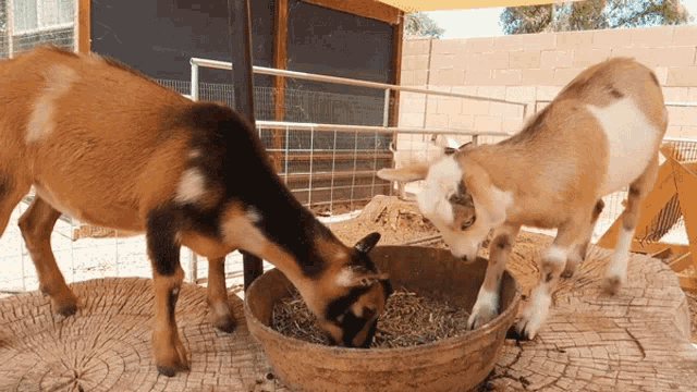 two goats are eating from a bowl on a wooden table
