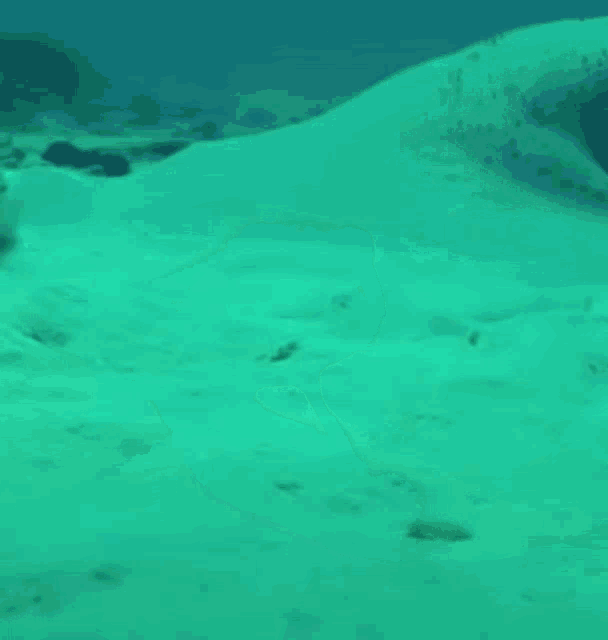 Stare Fish GIF - Stare Fish Underwater GIFs