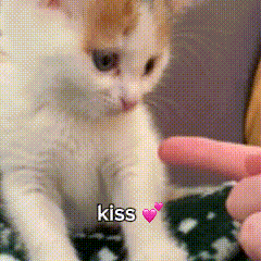a person is petting a cat with the word kiss written on the bottom