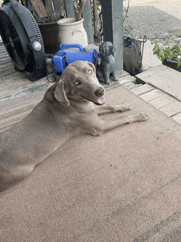 a dog laying on a rug next to a fan and a statue of a dog