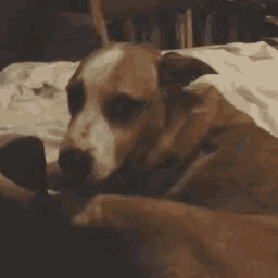 a close up of a dog laying on a bed .