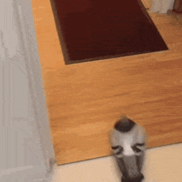 a person is standing on a wooden floor next to a door and a rug .