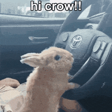 a rabbit sitting in a car with the words hi crow above it