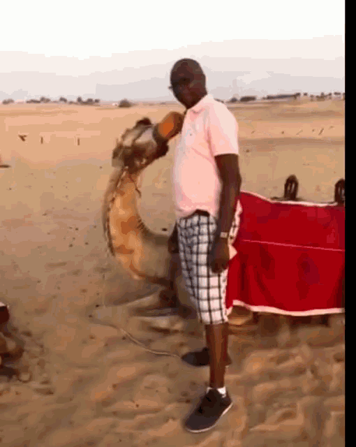 a man in a pink shirt is standing next to a camel