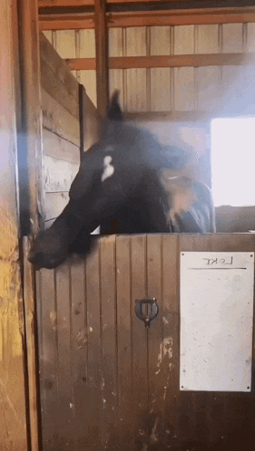 a horse 's head is sticking out of a stable door with a white board on the wall that says txj