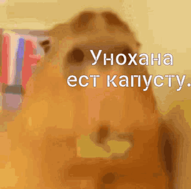 a close up of a capybara with the words ynoxana ect kapusty