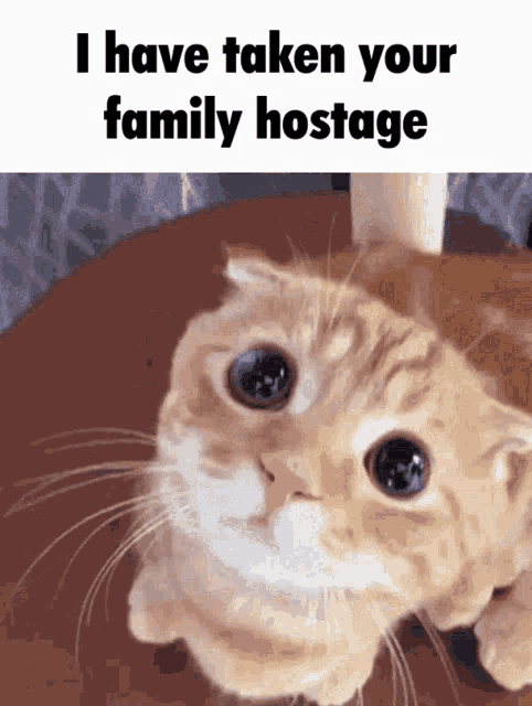 Hostage Cat GIF - Hostage Cat Family GIFs