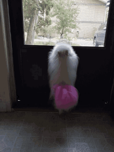 a white cat is standing in front of a door with a pink ball in its paws