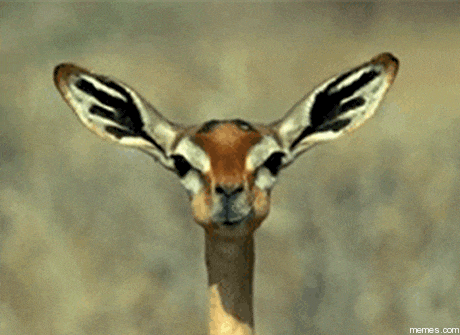 a close up of a gazelle 's face with the website memes.com visible in the corner