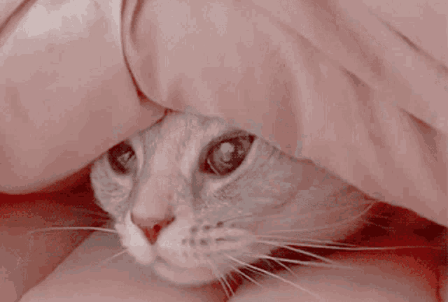 a cat hiding under a pink blanket with its nose sticking out