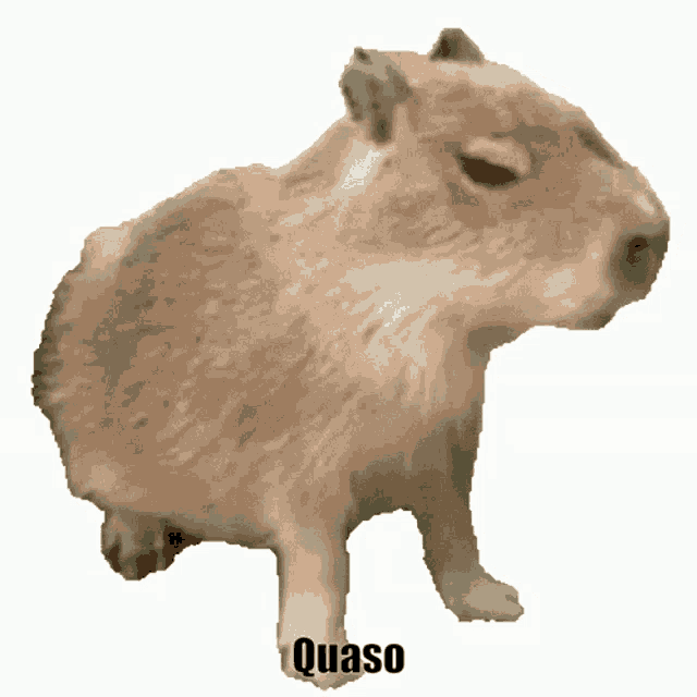 Quaso Capybara GIF - Quaso Capybara Croissant GIFs