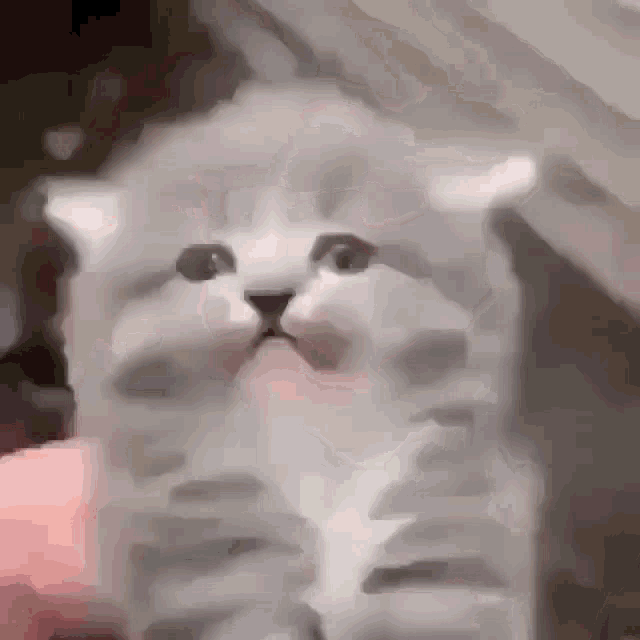 Cat Glitch GIF - Cat Glitch Disappear GIFs