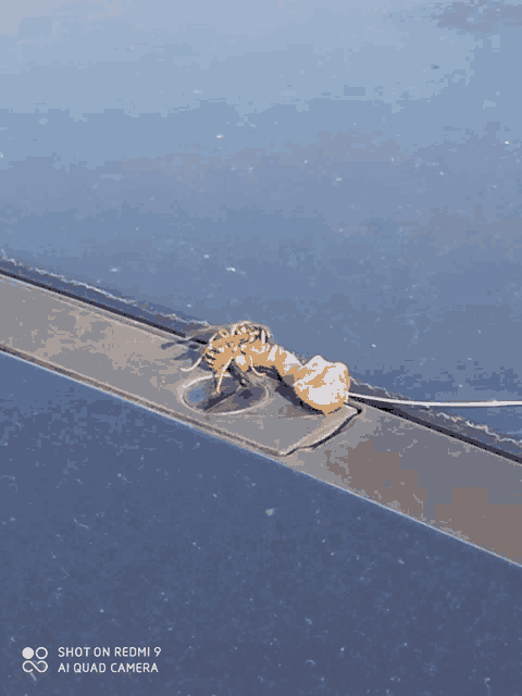 a wasp is sitting on the roof of a car