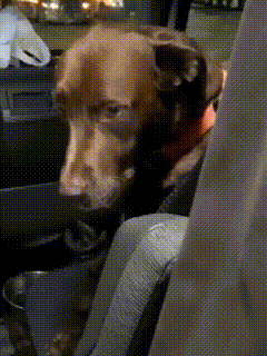 a dog is sitting in the back seat of a car looking at the camera
