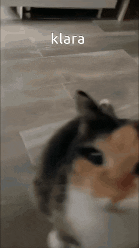 a close up of a cat 's face with the word klara written above it