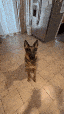 Silly Dog Eating The Peanut Butter Super Silly Dog GIF
