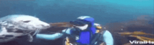 a scuba diver is petting a seal in the ocean