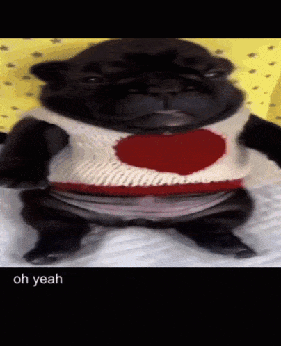 a dog wearing a sweater with a heart on it