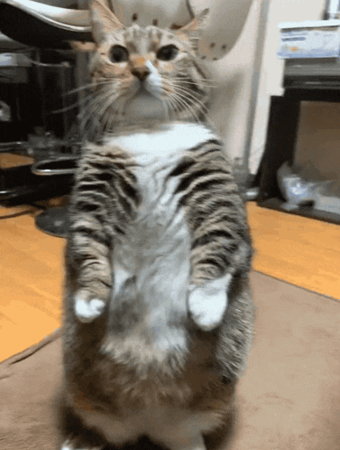 a cat is standing on its hind legs and looking up at the camera