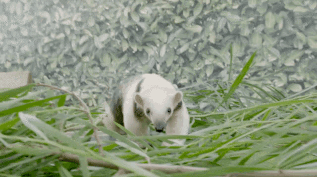 a small white animal is standing in the grass and looking at the camera
