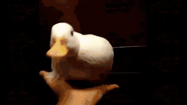 Initial Duck Modified This Duck GIF - Initial Duck Modified This Duck Dont Delete This For That Copyright GIFs