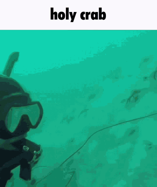 Holy Crab Discord GIF - Holy Crab Discord GIFs