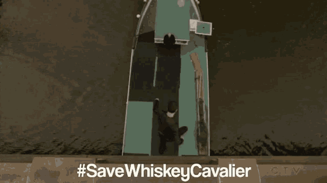 Whiskey Cavalier Save Whiskey Cavalier GIF - Whiskey Cavalier Save Whiskey Cavalier Spy GIFs