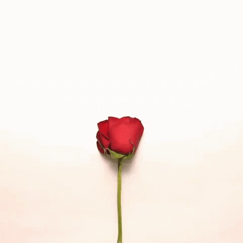 Liefs GIF - Rose Bloom Heart GIFs