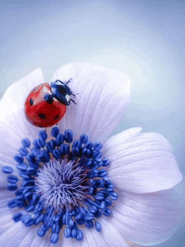 a ladybug is sitting on top of a white flower