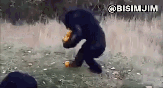 Hungry Monkey Monkey GIF