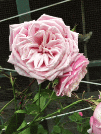 a close up of a pink rose on a plant
