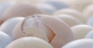 Cats Eggs GIF - Cats Eggs GIFs
