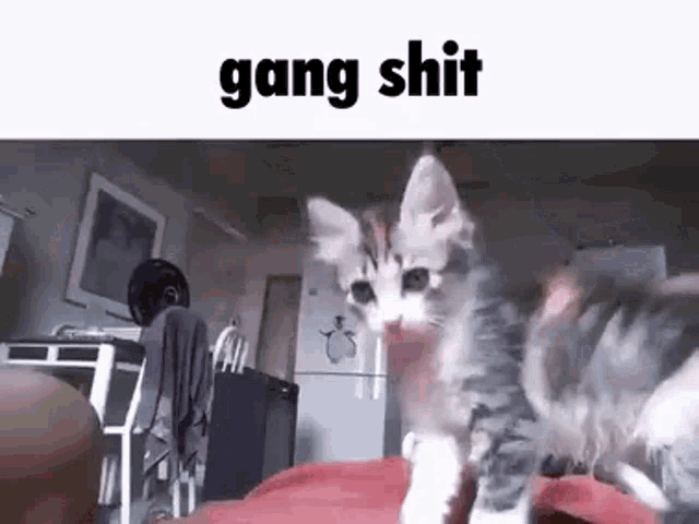 a kitten is standing on a bed and looking at the camera with the words `` gang shit '' written above it .
