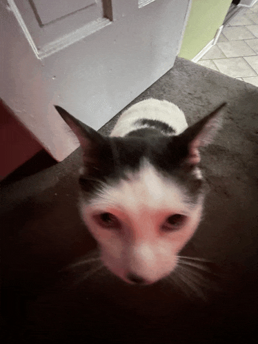 a black and white cat looking up at the camera in front of a door