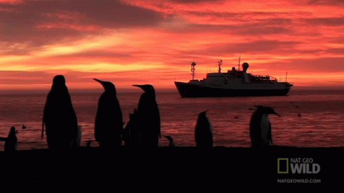 Boat Incoming World Penguin Day GIF