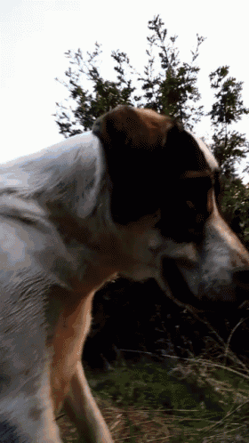 a brown and white dog is standing in a field