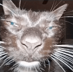 a close up of a cat 's face with blue eyes and a beard .