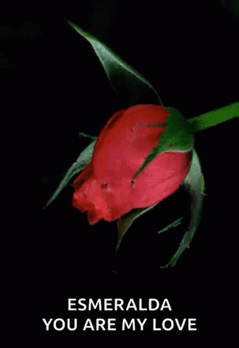 Blooming Rose GIF - Blooming Rose Rose Blooming GIFs