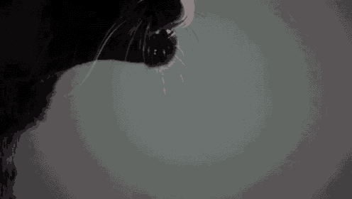 a close up of a black panther 's face against a gray background .