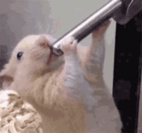 Hamster Drinking GIF - Hamster Drinking Going To Far GIFs