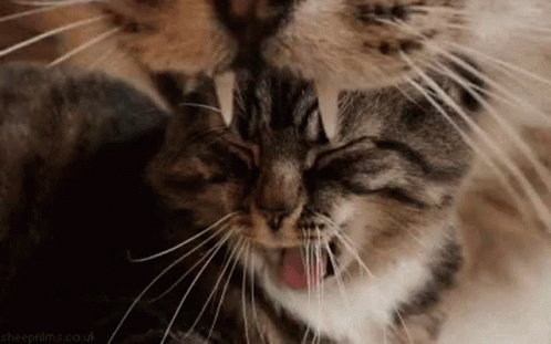 Cats Meow GIF - Cats Meow Yawn GIFs