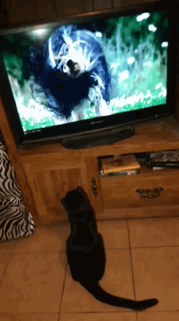 Funny Cat GIF - Funny Cat Tv GIFs
