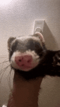 a ferret with a pink nose is laying on a person 's arm