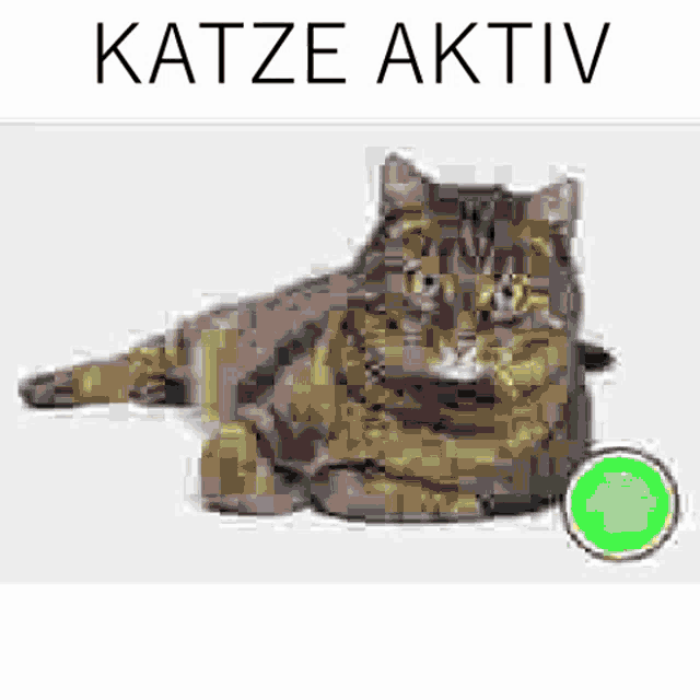 Katze Aktiv GIF - Katze Aktiv Inaktiv GIFs