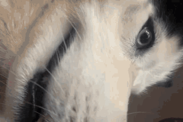 a close up of a husky dog 's face with a black nose