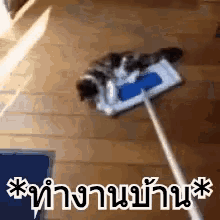 a cat is cleaning a wooden floor with a mop in a room .